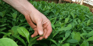 Buenas perspectivas exportadoras para la yerba mate argentina