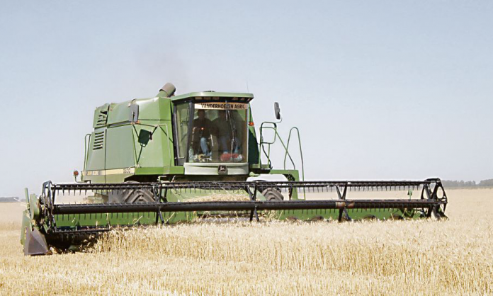 El trigo baja en el mundo y deprime el mercado local