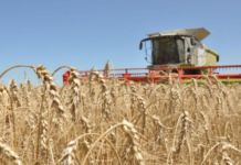 El trigo supera las expectativas con rindes que prometen