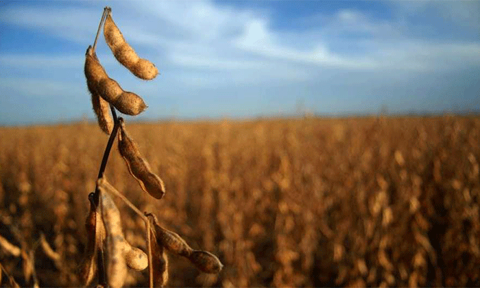 Soja: las próximas lluvias serán claves para el llenado del grano