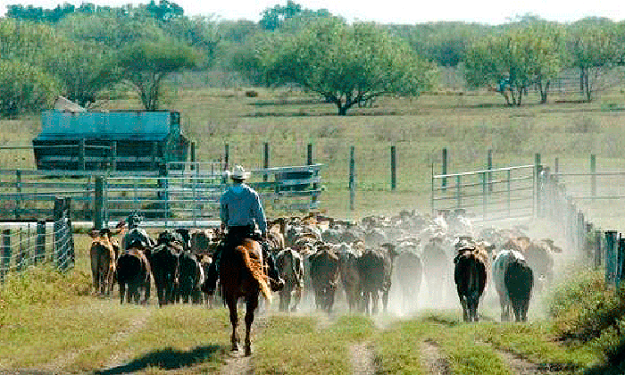 Mitos y verdades del campo argentino | ON24 | Información Precisa. Periodismo en serio Mitos y verdades del campo argentino | ON24 | Información Precisa. Periodismo en serio