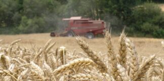 AFA lanzó un paquete de beneficios comerciales para impulsar la campaña de trigo 2026