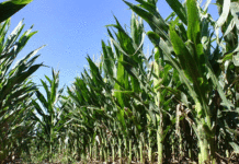 El 75% del maíz de la región está excelente y muy bueno