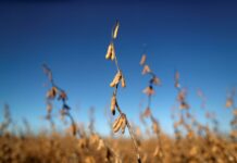 Europa exigirá soja libre de deforestación y Argentina ya reúne el volumen necesario