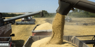 Récord de embarques de trigo en noviembre