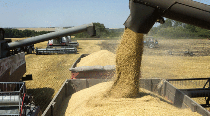 Récord de embarques de trigo en noviembre