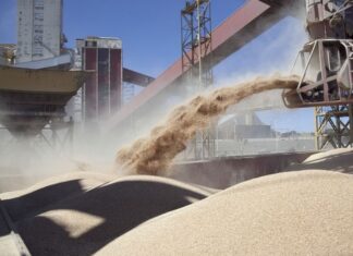 Con 11,6 millones de toneladas, Bunge lideró las exportaciones de granos en Argentina