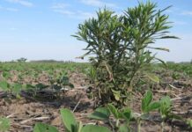 ¿Cómo fue el manejo de plagas en la gruesa 2023/24?