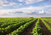 Galicia otorgó un crédito gracias a la tecnología de Siloreal
