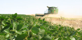 La cadena agropecuaria creció 3% en junio y marcó un récord histórico