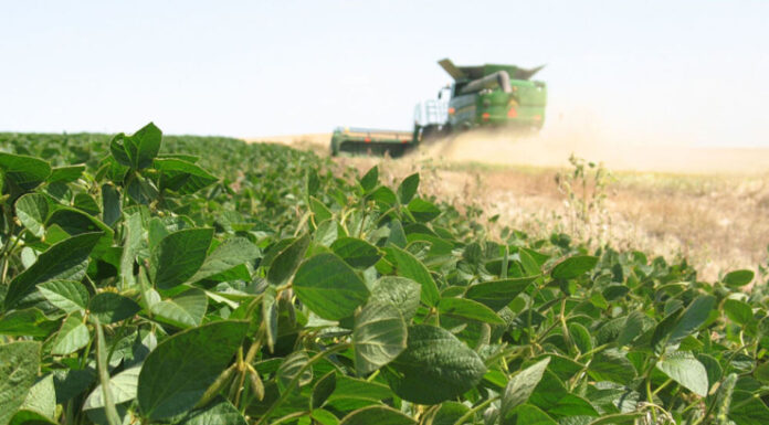 La cadena agropecuaria creció 3% en junio y marcó un récord histórico