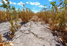 Córdoba implementa el seguro multirriesgo para el agro y abre el camino a una propuesta replicable en todo el país