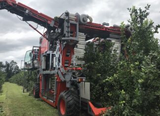 De Venado Tuerto al mundo: una máquina argentina cosecha el 65% de las aceitunas de Australia