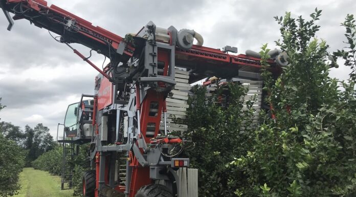 De Venado Tuerto al mundo: una máquina argentina cosecha el 65% de las aceitunas de Australia