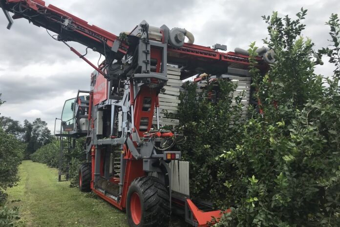 Cosechadora-de-olivos-MaqTec-Colossus-3