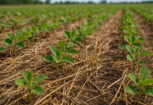 Fertilización y sanidad, ejes centrales del Seminario ACSOJA 2026