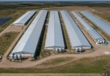 La rosarina BLD+ invirtió US$15 millones y elevó de 5.800 a 8.500 las madres de su granja