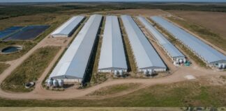 La rosarina BLD+ invirtió US$15 millones y elevó de 5.800 a 8.500 las madres de su granja