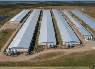 La rosarina BLD+ invirtió US$15 millones y elevó de 5.800 a 8.500 las madres de su granja