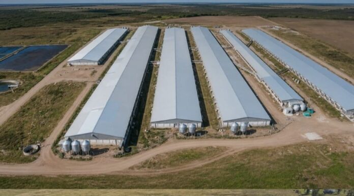 La rosarina BLD+ invirtió US$15 millones y elevó de 5.800 a 8.500 las madres de su granja