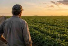 Fondo Pionero Soja: la propuesta de Macro para hacer frente a la volatilidad del mercado agrícola
