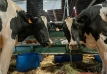 Leche o carne: el modelo que permite al tambo ajustar su negocio según los precios