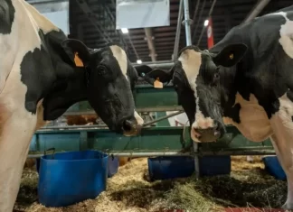 Leche o carne: el modelo que permite al tambo ajustar su negocio según los precios
