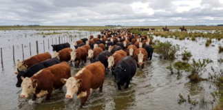 Una sola barcaza y pocos campos disponibles complican la evacuación de hacienda en el norte santafesino