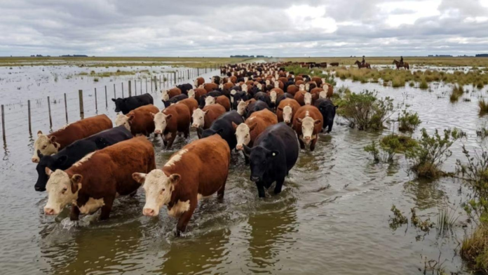 Vacas inundación