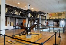 Tras dos años de obras, reabre el Museo Gallardo con nuevas muestras y espacios renovados